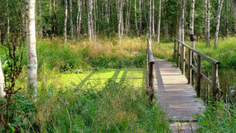 Pääsküla raba matkarada {{brizy_dc_image_alt imageSrc=